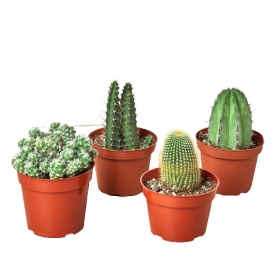 4 Cacti Variety Pack - 4.0" Pot