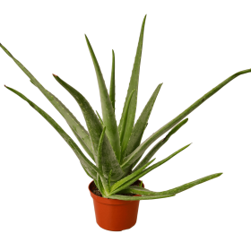 Aloe Vera - 6" Pot - NURSERY POT ONLY