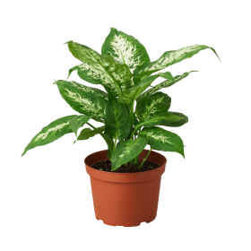 Dieffenbachia 'Tropic Snow'
