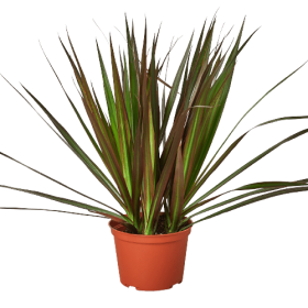 Dracaena 'Marginata Magenta' - 6" Pot