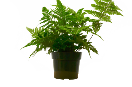 'Autumn' Fern - 6" Pot - NURSERY POT ONLY