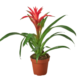 Bromeliad Guzmania 'Pink' - 4" Pot