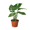 Monstera Adansonii 'Swiss Cheese' - 6" Pot - NURSERY POT ONLY