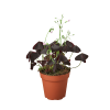 Oxalis Triangularis 'Purple Shamrock'