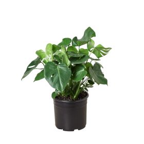 Philodendron â€˜Monstera' - 10" Pot