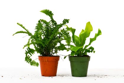 Fern Variety Pack - 4" Pot