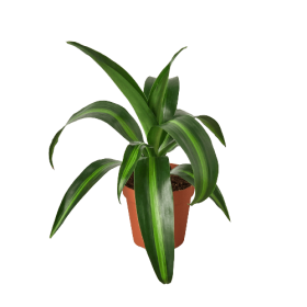Dracaena 'Massangeana' - 4" Pot