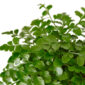 Austral Gem Fern - 6" Pot - NURSERY POT ONLY