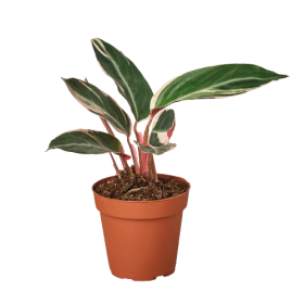 Stromanthe Triostar - 4" Pot - NURSERY POT ONLY