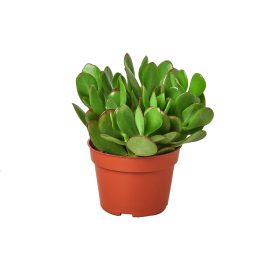 1 Succulent Monthly Subscription Box