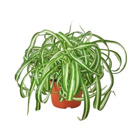 Spider Plant 'Bonnie' - 6" Pot - NURSERY POT ONLY