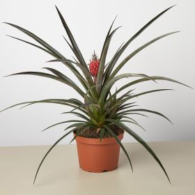 Bromeliad 'Red Pineapple' - 6" Pot