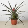 Bromeliad 'Red Pineapple' - 6" Pot