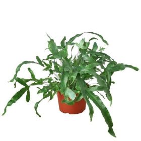 Fern 'Blue Star' - 6" Pot - NURSERY POT ONLY