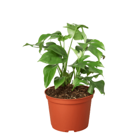Philodendron Mini Monstera Minima - 6" Pot - NURSERY POT ONLY