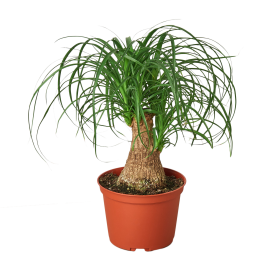 Palm Ponytail - 6" Pot - NURSERY POT ONLY