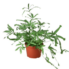 Pteris Cretica 'Mayi' Fern - 6" Pot