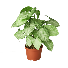 Syngonium White Butterfly - 6" Pot - NURSERY POT ONLY