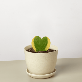 Hoya Sweetheart Variegated - 6" Plant Fiber Pot
