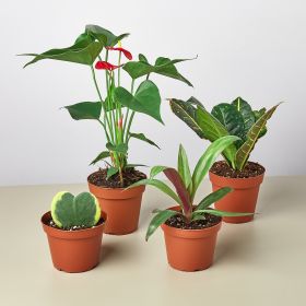 Valentine's Day Variety Bundle