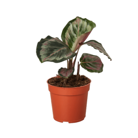Calathea Roseopicta 'Medallion' II - 6" Pot