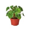Peperomia 'Ripple' - 4" Pot - NURSERY POT ONLY