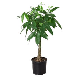 Money Tree 'Guiana Chestnut' Pachira Braid - 10" Pot