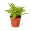 Cotton Candy Fern - 4" Pot - NURSERY POT ONLY