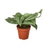 Scindapsus pictus 'Exotica' - 6" Pot - NURSERY POT ONLY