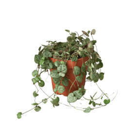 Succulent 'String of Hearts' - 4" Pot