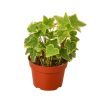 English Ivy Gold Child - 4" Pot - NURSERY POT ONLY