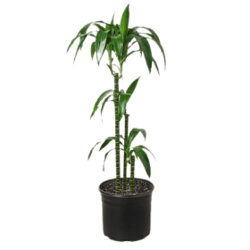 Dracaena 'Elegance' - 10" Pot