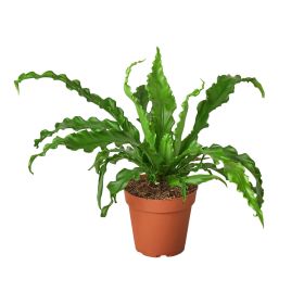 Birdâ€™s Nest 'Victoria' Fern - 4" Pot