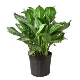Chinese Evergreen 'Silver Bay' - 10" Pot