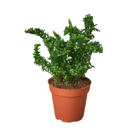'Emina' Fern - 4" Pot