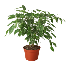 Ficus 'Breeze' - 6" Pot