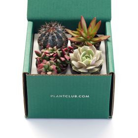 Plant Club - Succulent Bundle