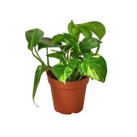 Pothos 'Golden' (Type: 4" Pot)