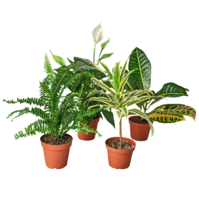 Air Purifying Variety Bundle (Type: 3" Pots)
